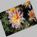 Рис. 2. Крутим-вертим инструментом Canvas Rotation