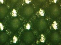 Микрофотография гравировки Twinflo 