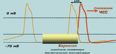 Рис. 2. Механизм брадикардизирующего эффекта Кораксана