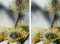 После долгого хранения на пленке появляется множество механических дефектов (слева), с которыми отлично справляется система DigitalICE (справа).