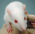 Добавление небольшой дозы ресвератрола к пище мышей среднего возраста значительно замедляет процесс старения и предотвращает сердечно-сосудистые заболевания