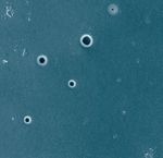 Рис. 8. Пузырьки воздуха на поверхности трафаретной формы в результате неправильного нанесения эмульсии (300-кратное увеличение)