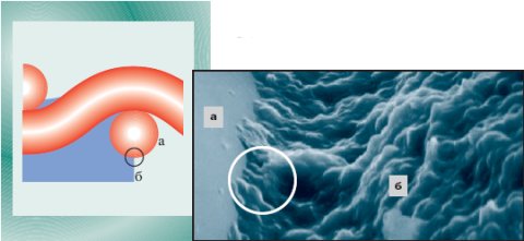 Рис. 2. Граница между кромкой трафаретной формы (б) и поверхностью нити (а). 10000-кратное увеличение
