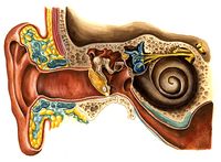 В основу идеи использования человеческого уха в качестве средства персональной идентификации положено явление так называемой отоакустической эмиссии -- шума, исходящего из внутреннего уха 