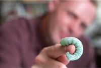 Много времени ученые потратили на изучение гусениц, которые, не имея ни костей, ни суставов, прекрасно управляют своим телом с помощью простейшей нервной системы 