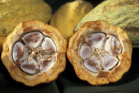 Исследователи IBM намерены проникнуть в самое сердце экономических ресурсов Африки, раскрыв тайну генома какао - растения, которое для многих людей, особенно на западе Африки, является основным источником существования