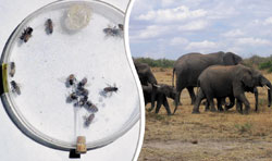 Взаимоотношения корпораций с независимыми разработчиками в Sun изобразили следующей картинкой. Насекомые символизируют независимых разработчиков открытых кодов, а слоны — корпорации, и хотя они разновелики, но образуют единую экосистему