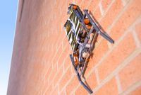 Электростатическое притяжение оказывается достаточным для того, чтобы робот, снабженный такого рода гусеницами, мог преодолеть вертикальную стену 