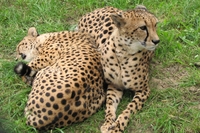 Жизнь гепардов можно не только наблюдать, но и обсуждать в блоге, обмениваясь мнениями, полезной информацией и мультимедийным контентом 