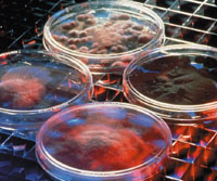 В одном миллилитре жидкости может содержаться до миллиарда бактерий, а потенциальная емкость памяти на базе бактерий поистине колоссальна