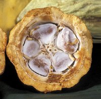 Саму по себе структуру генома раскрыть достаточно просто — трудность заключается в том, чтобы понять его характерные особенности, придающие растениям определенные свойства, например аромат и устойчивость к воздействию вредителей