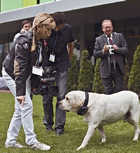 Внук главного лабрадора страны на демонстрации возможностей навигационного ошейника 