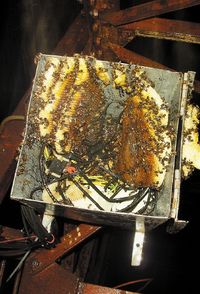 Колония ос в качестве места для своего гнезда выбрала точку доступа Wi-Fi, установленную на старой телевизионной башне, что вызвало короткое замыкание