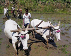 В рамках амбициозной программы «Ноутбук — каждому ребенку» (One Laptop Per Child, OLPC), предусматривающей создание дешевых портативных компьютеров и предоставление их ученикам школ в развивающихся странах, разрабатывается не только ноутбук XO, но и средства для его зарядки. Один из таких принципиально новых источников энергии — коровы