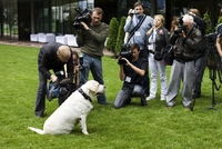 Разработчики при помощи пса Шелдона продемонстрировали возможности ошейника, оснащенного приемником ГЛОНАСС-GPS 