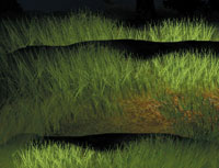 Рис. 3. Дикое поле. Здесь растения не ухожены и растут хаотично. Нечто подобное встречается в играх