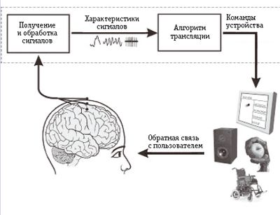 Базовая схема и функционирование системы BCI. Электроды, размещенные на коже головы или внутри головы, получают сигналы от мозга, а BCI обрабатывает эти сигналы для извлечения конкретных характеристик, отражающих намерения индивида и транслирует эти характеристики в команды, управляющие устройством, например текстовым редактором, синтезатором речи, роботизированной рукой или инвалидной коляской
