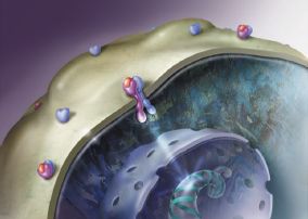 Рис. 1. Нормальная клетка