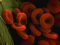 красные кровяные клетки