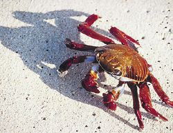 Японо-британская группа ученых сконструировала компьютер из... живых крабов