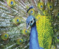 павлиний хвост