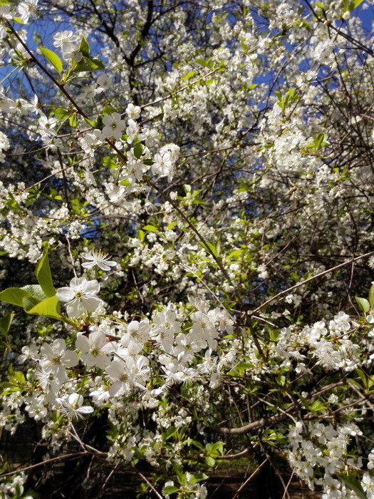 Обзор смартфона Huawei Ascend P7: китайский марш-бросок в первый эшелон