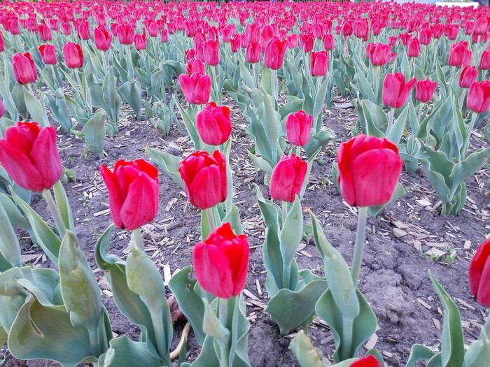 Обзор смартфона Huawei Ascend P7: китайский марш-бросок в первый эшелон