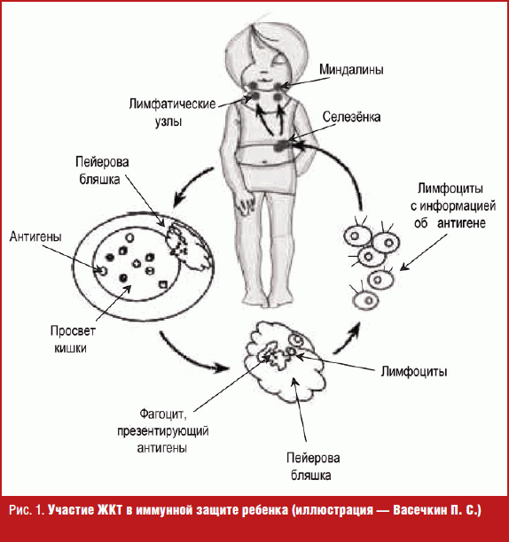 Иммунная и кишечник. Иммунная система ЖКТ. Иммунокомпетентные клетки ЖКТ. Клетки иммунитета в кишечнике. Энтеральная иммунная система.