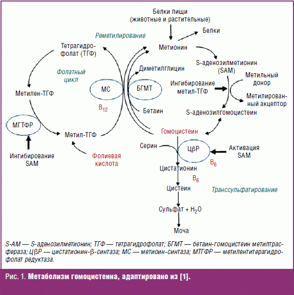 Фолиевый цикл. Метаболизм гомоцистеина схема. Цикл метионин гомоцистеин. Схема метаболизма метионина. Метаболизм гомоцистеина биохимия.
