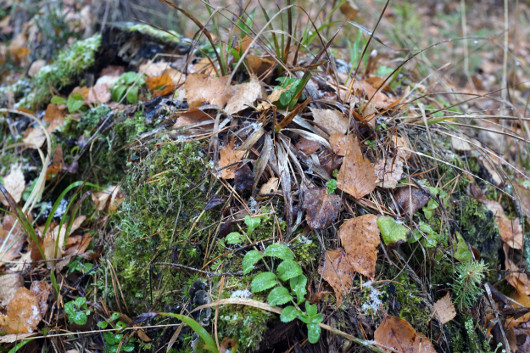 Полный кадр: Обсуждаем фотокамеры