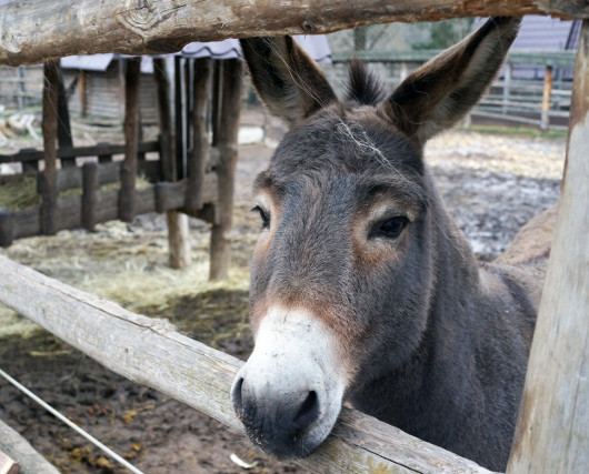 Полный кадр: Обсуждаем фотокамеры