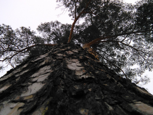 Мобильное фото