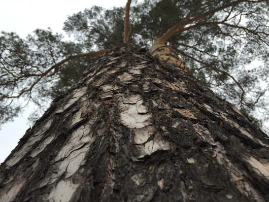 Мобильное фото