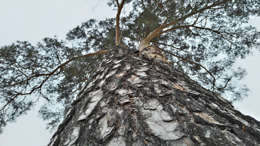 Мобильное фото