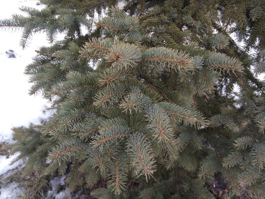 Мобильное фото