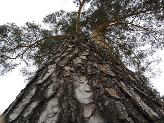 Мобильное фото