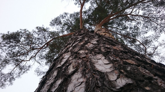 Мобильное фото