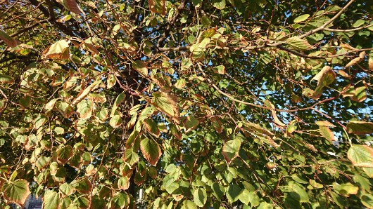 Обзор смартфона Sony Xperia Z5: Почти хорошо, почти молодцы