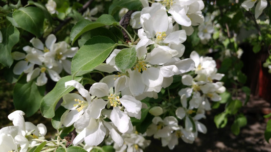 Пять главных фактов о смартфоне LG G5 (SE)