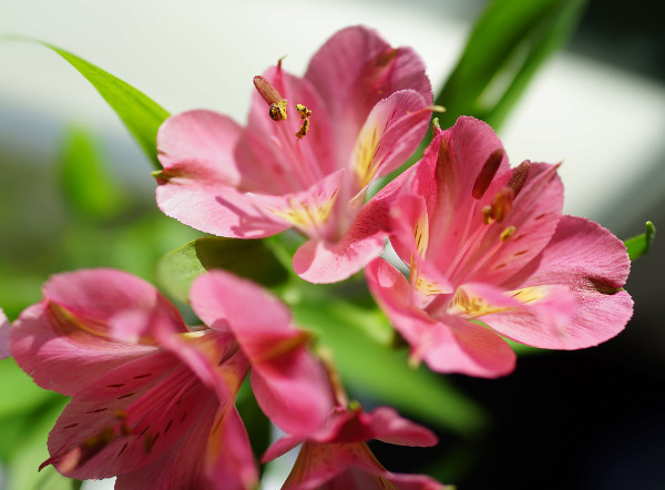 Цифровые фотокамеры: Естественный отбор