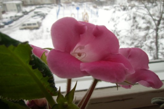 Мобильная замена недорогой фотокамере