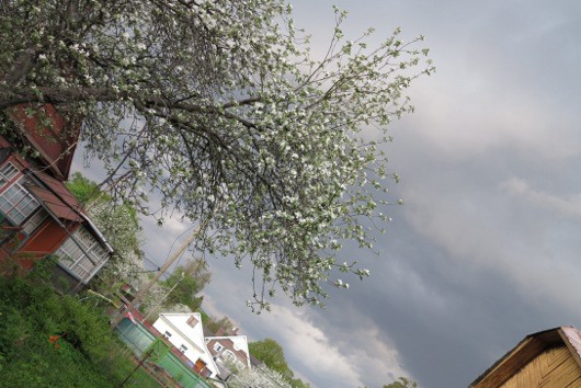 Богатая наследница семейства Canon