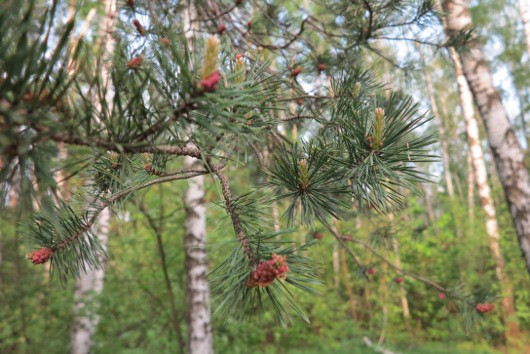 Богатая наследница семейства Canon