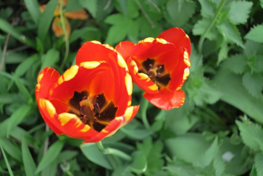 Богатая наследница семейства Canon