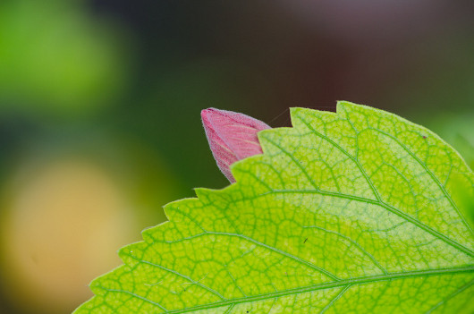 Цветы: искусство съемки