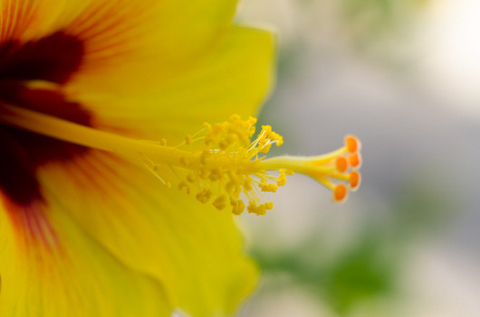 Цветы: искусство съемки