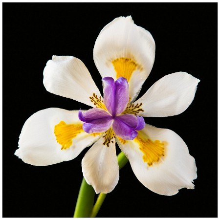 Цветы: искусство съемки