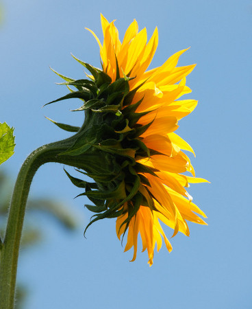 Цветы: искусство съемки