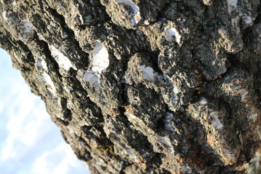 Родственник зеркалки