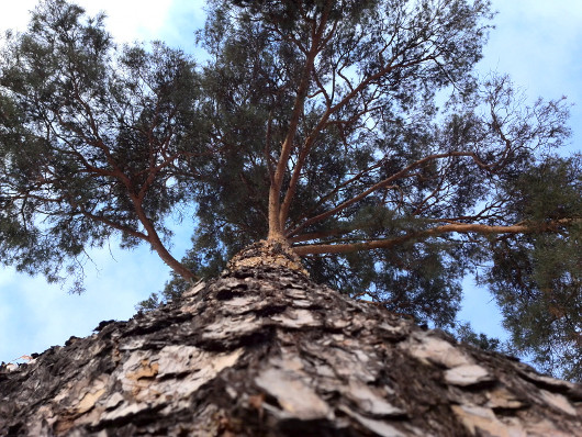 Мобильная картинка